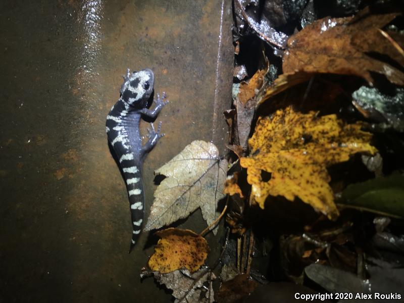 Marbled Salamander (Ambystoma opacum)