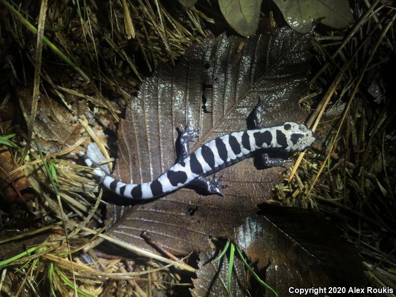 Marbled Salamander (Ambystoma opacum)