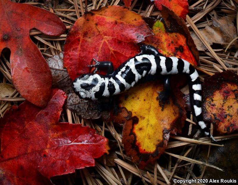 Marbled Salamander (Ambystoma opacum)