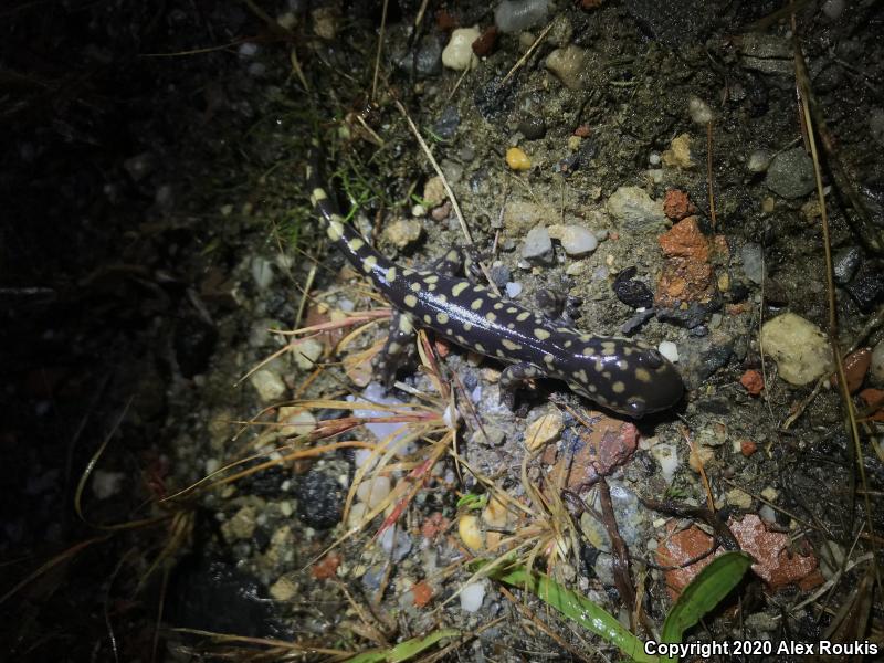 Eastern Tiger Salamander (Ambystoma tigrinum)