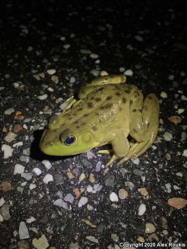 American Bullfrog (Lithobates catesbeianus)