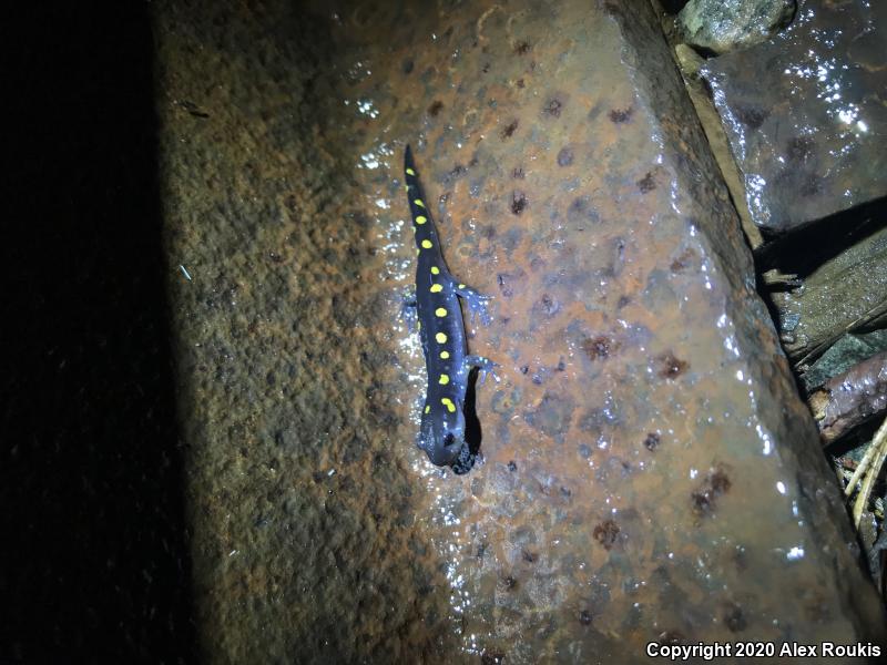 Spotted Salamander (Ambystoma maculatum)