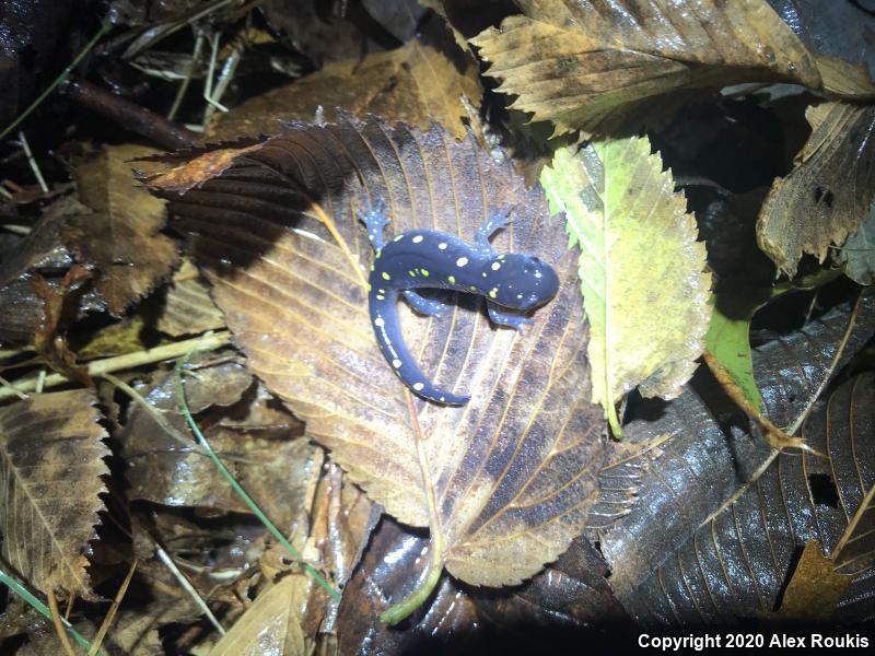 Spotted Salamander (Ambystoma maculatum)