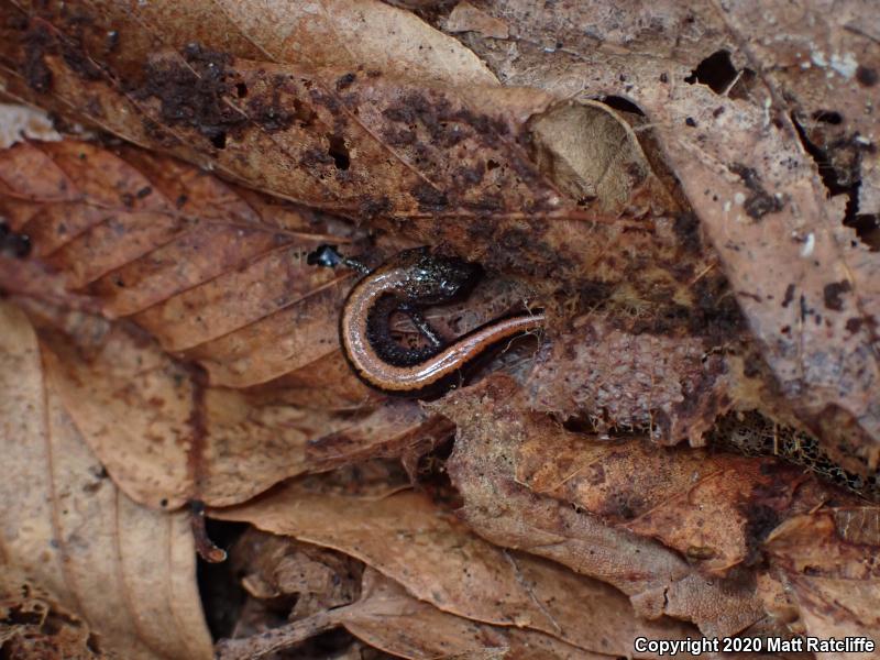 Eastern Red-backed Salamander (Plethodon cinereus)