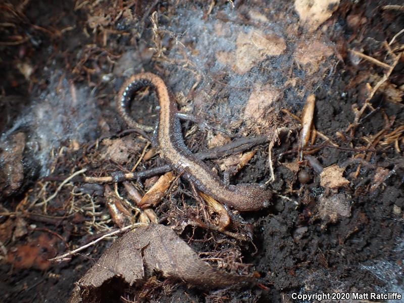 Eastern Red-backed Salamander (Plethodon cinereus)