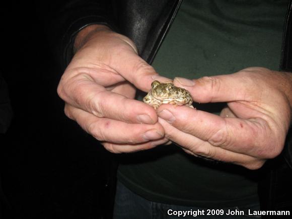 Western Spadefoot (Spea hammondii)