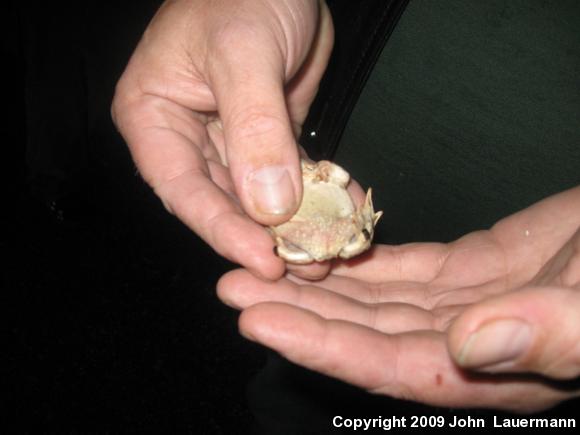 Western Spadefoot (Spea hammondii)