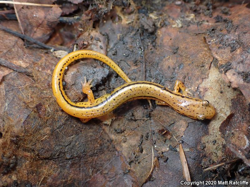 Blue Ridge Two-lined Salamander (Eurycea wilderae)