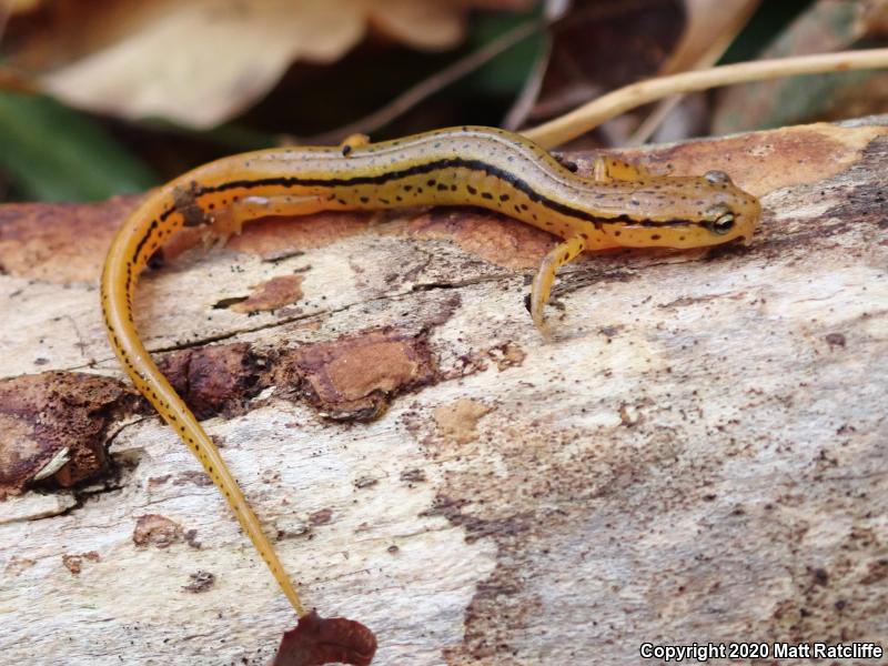 Blue Ridge Two-lined Salamander (Eurycea wilderae)