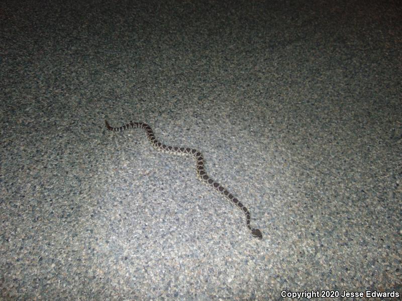 Southern Pacific Rattlesnake (Crotalus oreganus helleri)