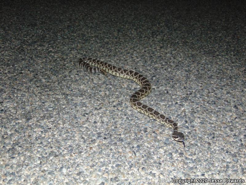 Southern Pacific Rattlesnake (Crotalus oreganus helleri)