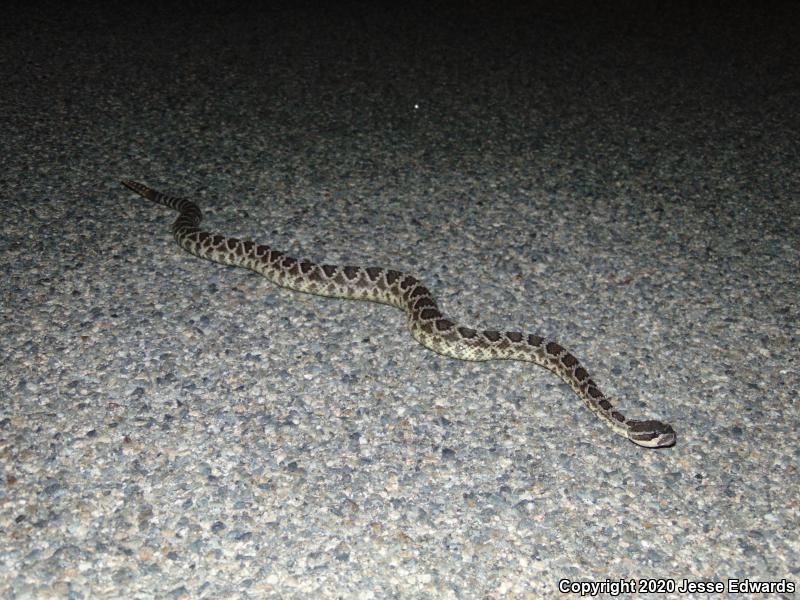 Southern Pacific Rattlesnake (Crotalus oreganus helleri)