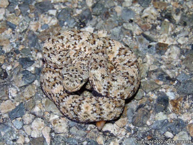 Speckled Rattlesnake (Crotalus mitchellii)