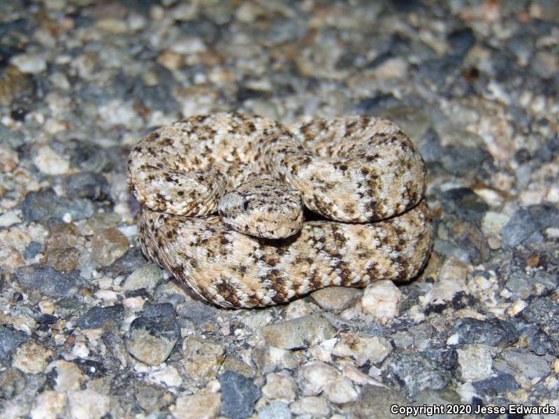 Speckled Rattlesnake (Crotalus mitchellii)