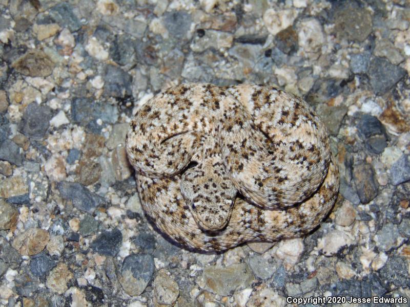 Speckled Rattlesnake (Crotalus mitchellii)