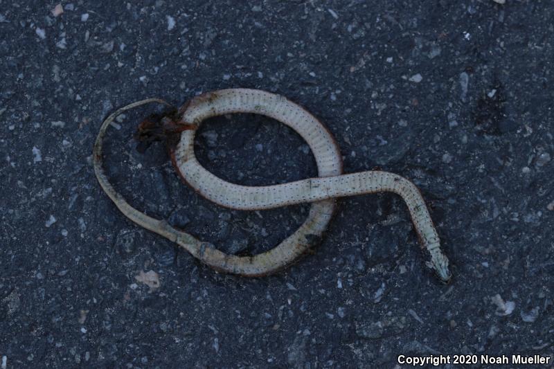 Florida Brownsnake (Storeria victa)