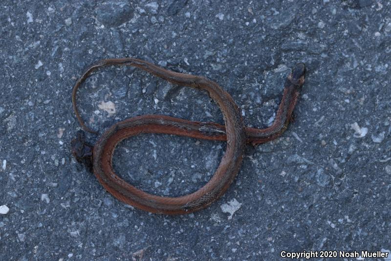 Florida Brownsnake (Storeria victa)