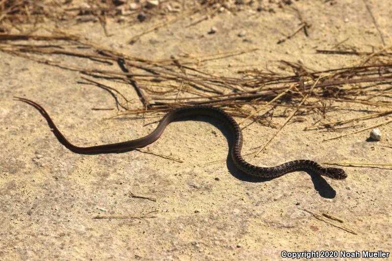 Southern Black Racer (Coluber constrictor priapus)