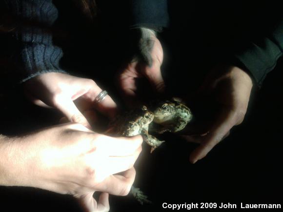 Southern California Toad (Anaxyrus boreas halophilus)