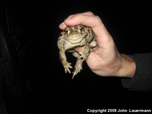 Southern California Toad (Anaxyrus boreas halophilus)