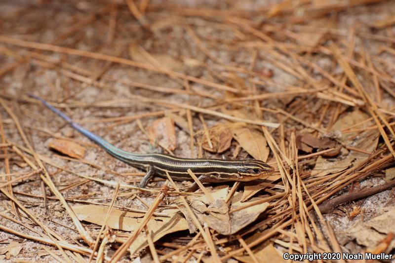 Broadhead Skink (Plestiodon laticeps)