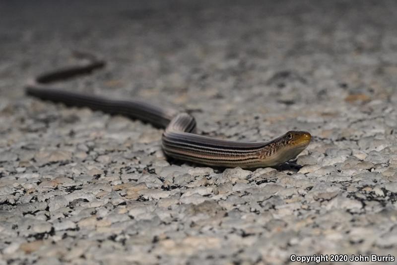 Western Slender Glass Lizard (Ophisaurus attenuatus attenuatus)