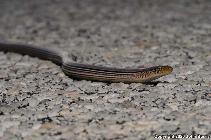 Western Slender Glass Lizard (Ophisaurus attenuatus attenuatus)