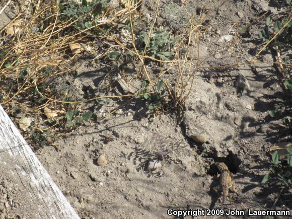 Western Side-blotched Lizard (Uta stansburiana elegans)