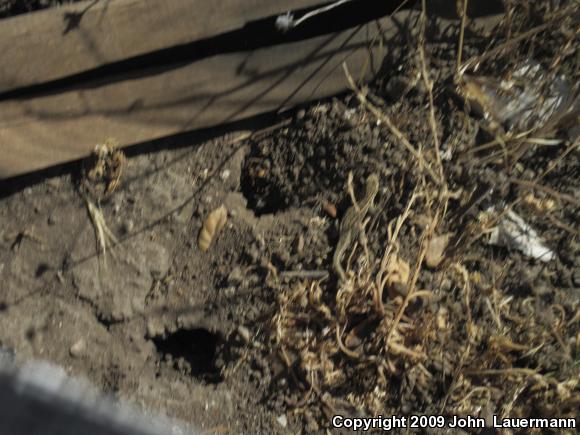 Western Side-blotched Lizard (Uta stansburiana elegans)