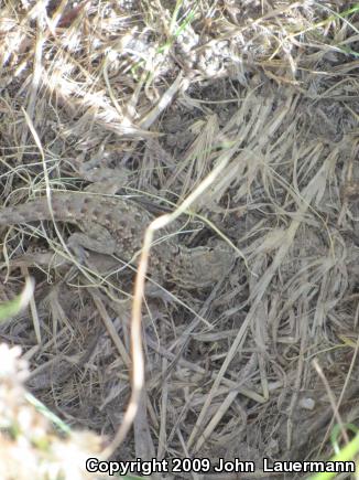 Western Side-blotched Lizard (Uta stansburiana elegans)