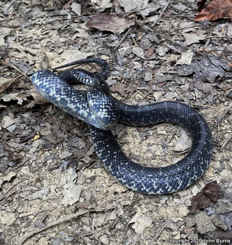 Black Kingsnake (Lampropeltis getula nigra)