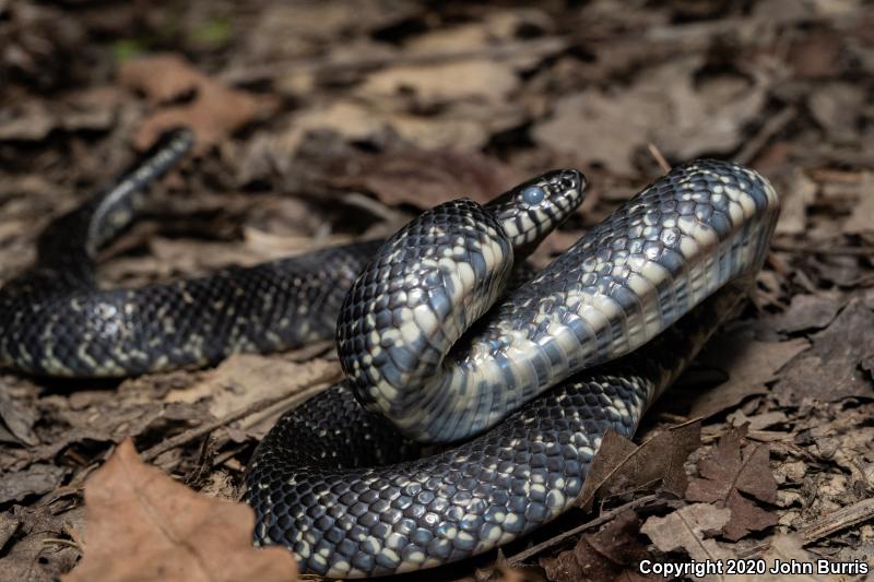 Black Kingsnake (Lampropeltis getula nigra)