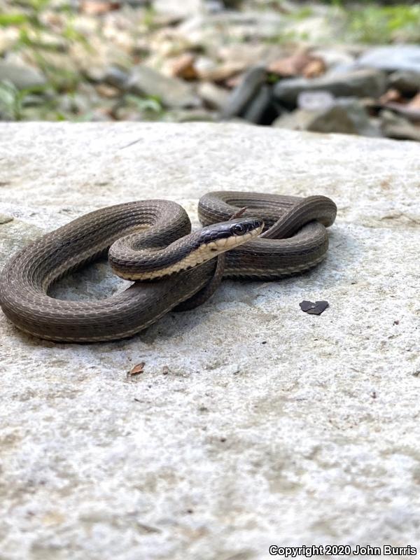 Queensnake (Regina septemvittata)