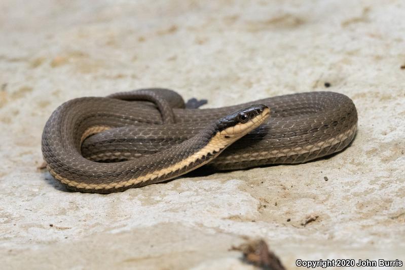 Queensnake (Regina septemvittata)