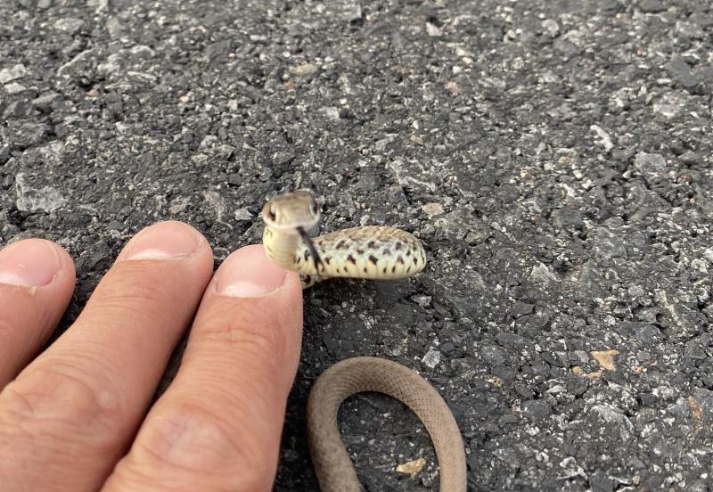 Western Yellow-bellied Racer (Coluber constrictor mormon)