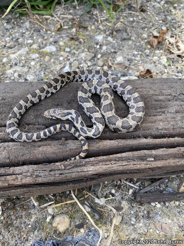 Western Foxsnake (Pantherophis vulpinus)