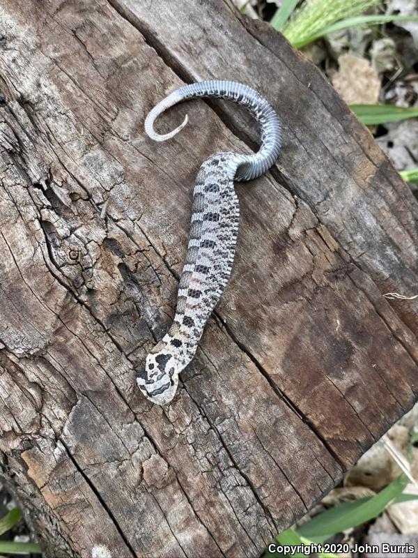 Eastern Hog-nosed Snake (Heterodon platirhinos)