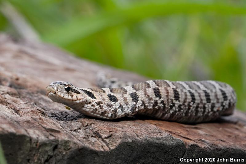 Eastern Hog-nosed Snake (Heterodon platirhinos)