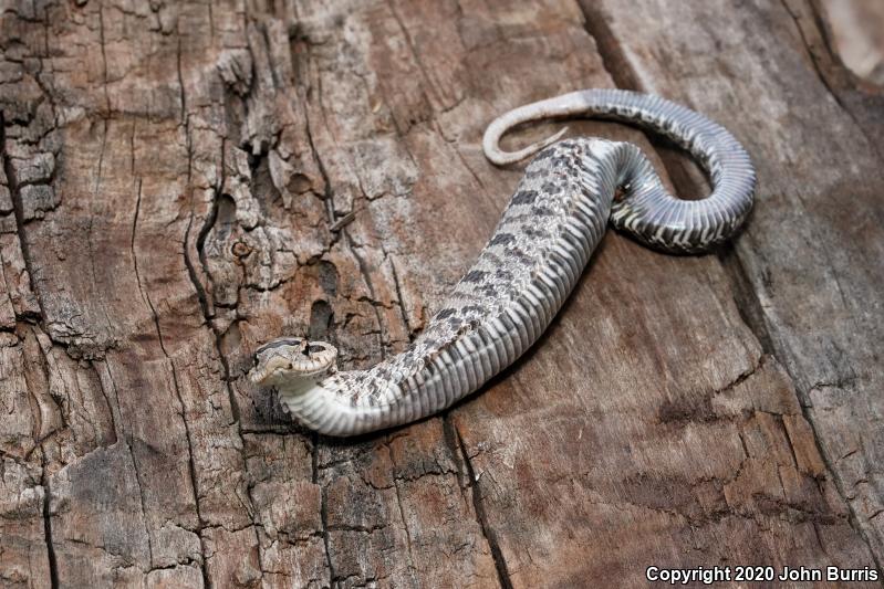 Eastern Hog-nosed Snake (Heterodon platirhinos)