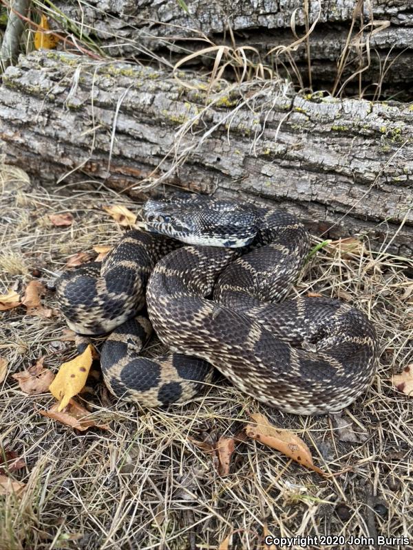 Bullsnake (Pituophis catenifer sayi)