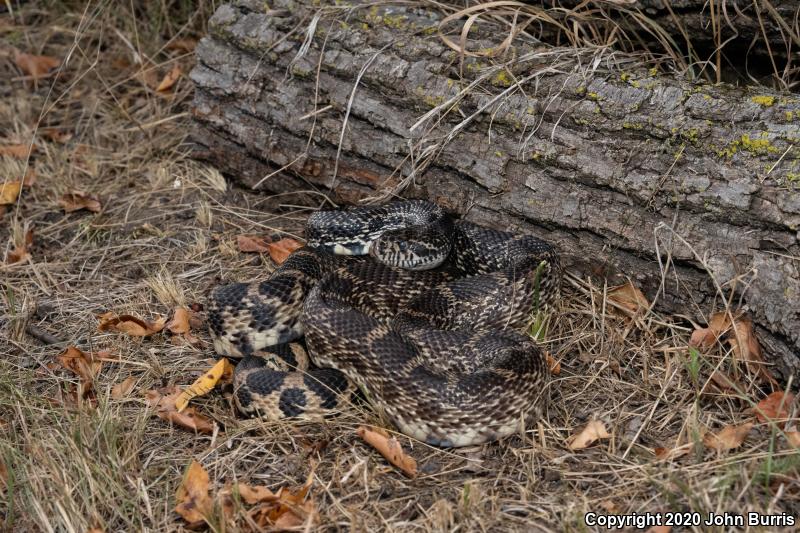 Bullsnake (Pituophis catenifer sayi)