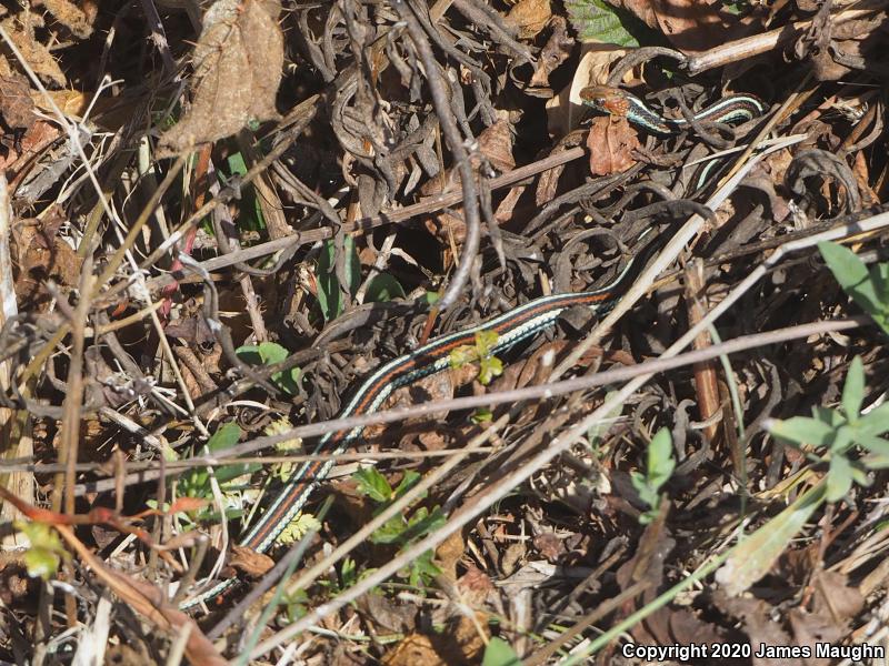 San Francisco Gartersnake (Thamnophis sirtalis tetrataenia)