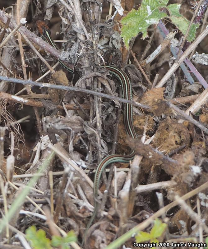 San Francisco Gartersnake (Thamnophis sirtalis tetrataenia)