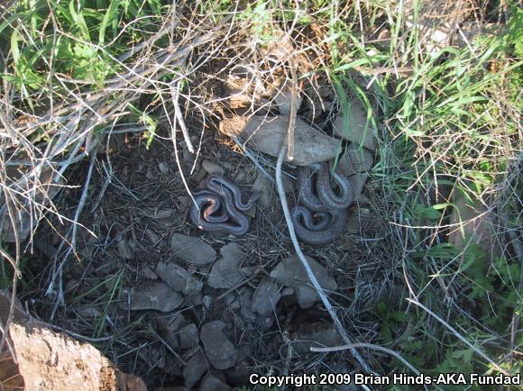 Coastal Rosy Boa (Lichanura trivirgata roseofusca)