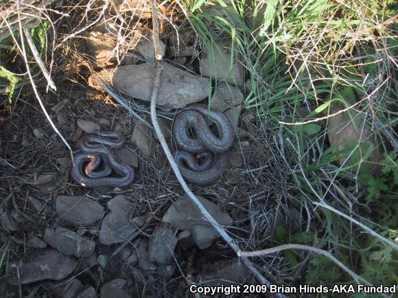 Coastal Rosy Boa (Lichanura trivirgata roseofusca)