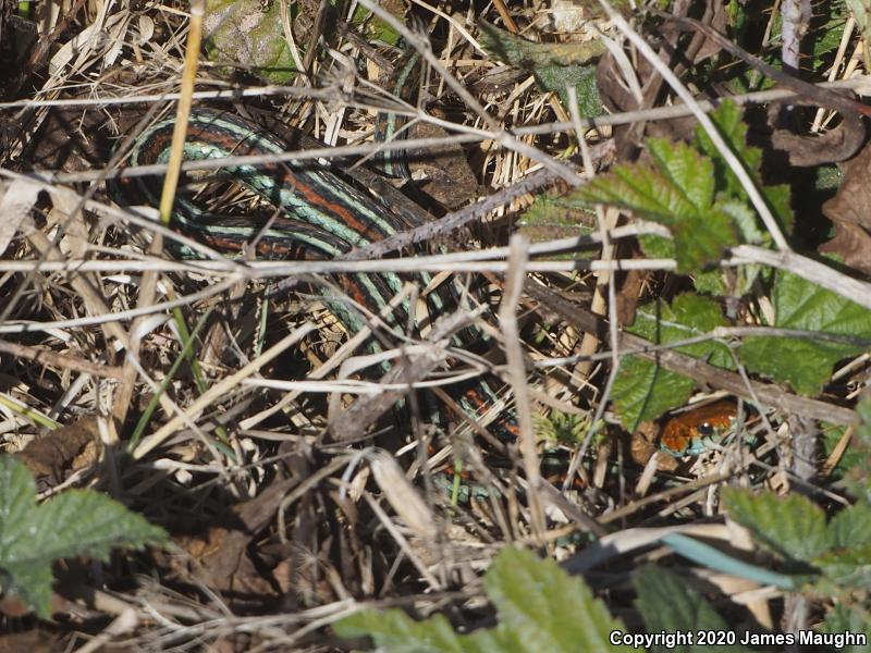 San Francisco Gartersnake (Thamnophis sirtalis tetrataenia)