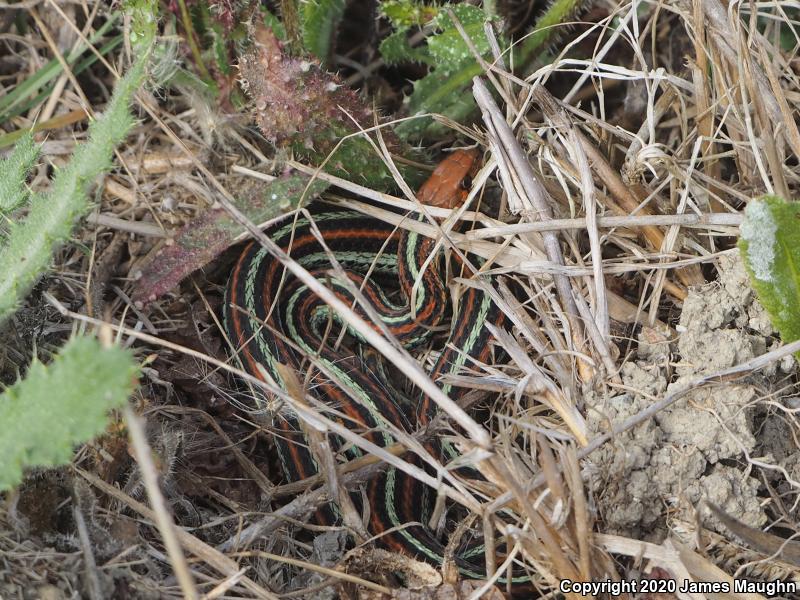 San Francisco Gartersnake (Thamnophis sirtalis tetrataenia)