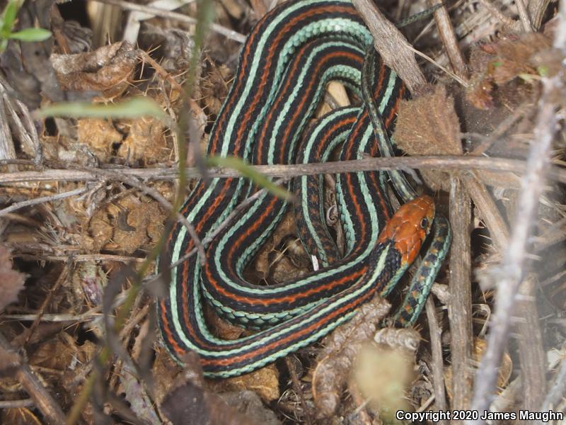 San Francisco Gartersnake (Thamnophis sirtalis tetrataenia)