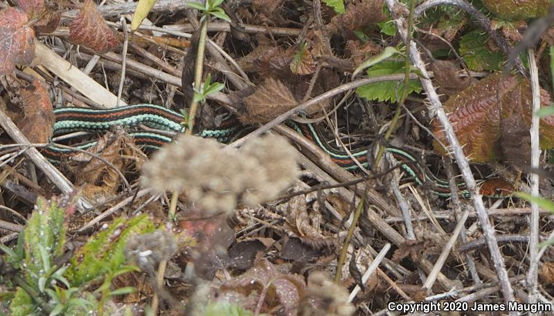 San Francisco Gartersnake (Thamnophis sirtalis tetrataenia)