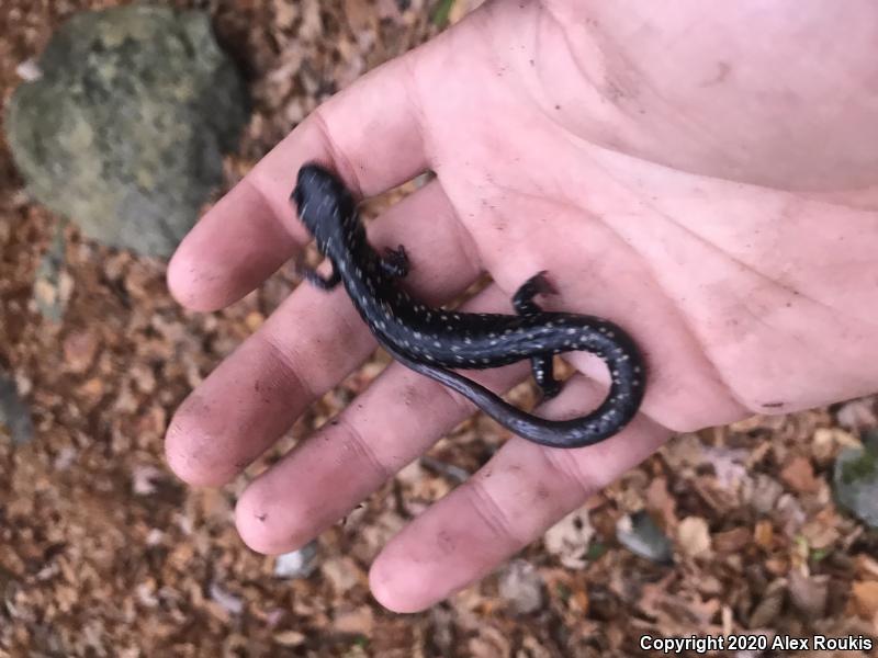 Northern Slimy Salamander (Plethodon glutinosus)